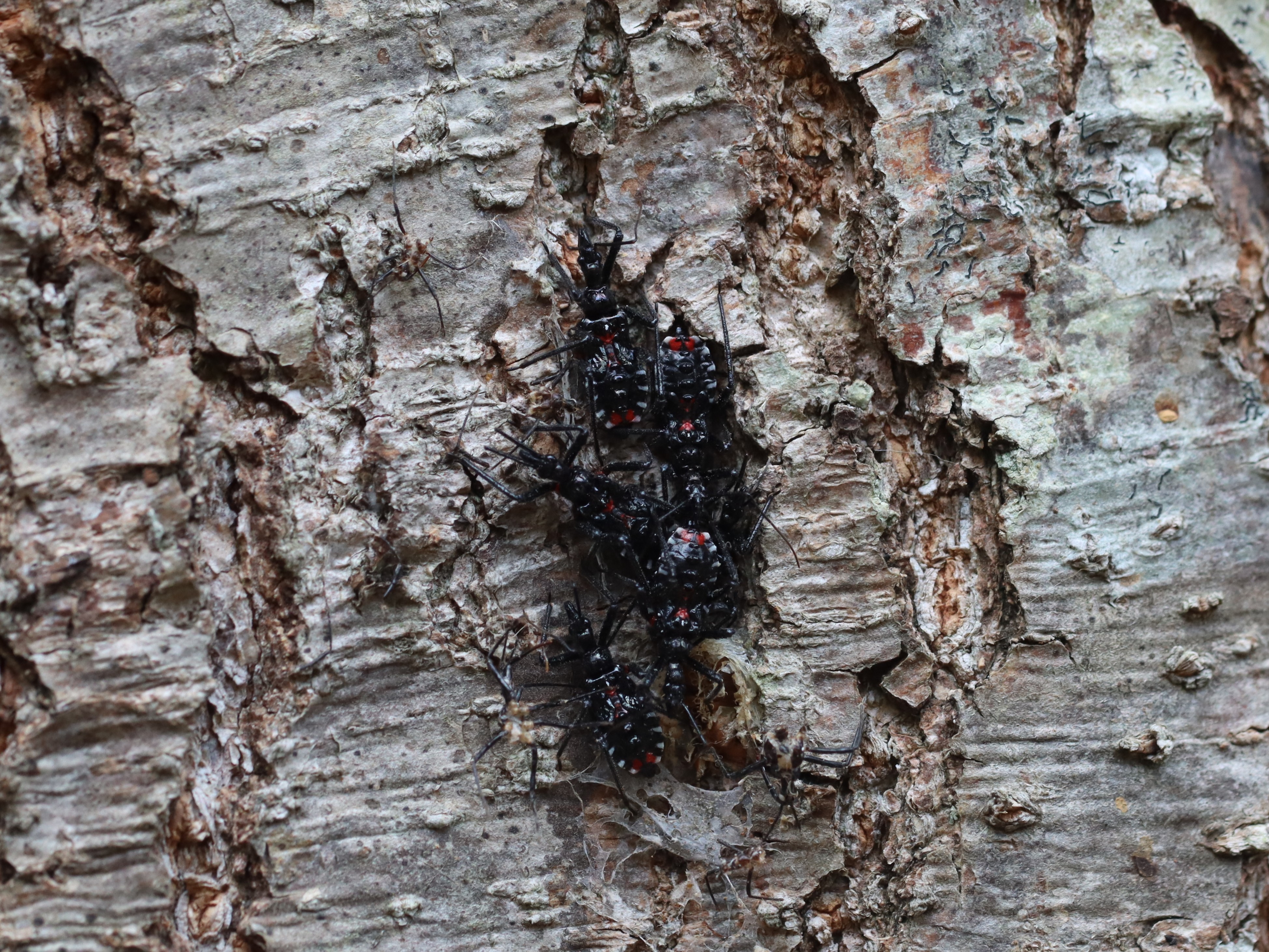 ヨコヅナサシガメ